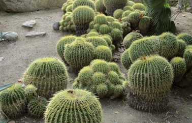 cactus chou