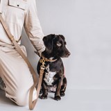 LASSO Dog leather leash - yellow - Black - Design : BAND&ROLL 3
