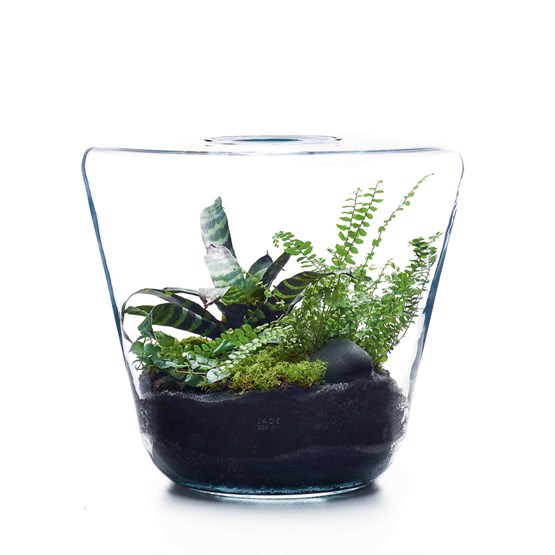 Terrarium Inspire M - glass  - Design : Jade Design