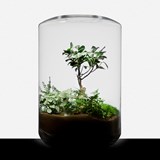 Terrarium Cage - glass  - Glass - Design : Jade Design 4