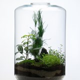 Terrarium Cage - glass  - Glass - Design : Jade Design 2