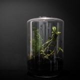 Terrarium Cage - glass  - Glass - Design : Jade Design 3