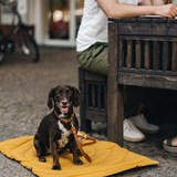Couverture de voyage pour chien COMPASS - gris fumé - Gris - Design : BAND&ROLL 8