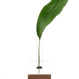 Mirror vase light wood - Copy - Dark Wood - Design : Studio Thier & Van Daalen 3