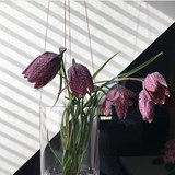 Plant hanger VISIBLE INVISIBLE - Black - Design : Annike Laigo 4